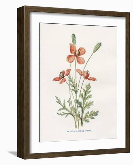 Prickly Headed Poppy-Gwendolyn Babbitt-Framed Art Print