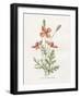 Prickly Headed Poppy-Gwendolyn Babbitt-Framed Art Print