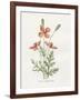 Prickly Headed Poppy-Gwendolyn Babbitt-Framed Art Print