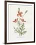 Prickly Headed Poppy-Gwendolyn Babbitt-Framed Art Print