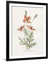 Prickly Headed Poppy-Gwendolyn Babbitt-Framed Art Print