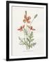 Prickly Headed Poppy-Gwendolyn Babbitt-Framed Art Print