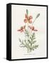 Prickly Headed Poppy-Gwendolyn Babbitt-Framed Stretched Canvas