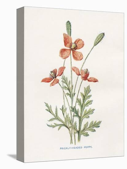 Prickly Headed Poppy-Gwendolyn Babbitt-Stretched Canvas