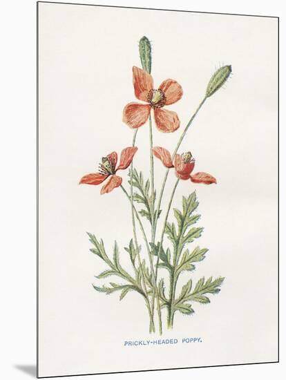 Prickly Headed Poppy-Gwendolyn Babbitt-Mounted Art Print