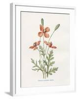 Prickly Headed Poppy-Gwendolyn Babbitt-Framed Art Print