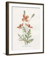 Prickly Headed Poppy-Gwendolyn Babbitt-Framed Art Print