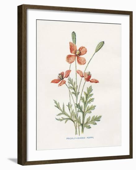 Prickly Headed Poppy-Gwendolyn Babbitt-Framed Art Print