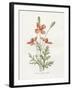Prickly Headed Poppy-Gwendolyn Babbitt-Framed Art Print