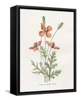 Prickly Headed Poppy-Gwendolyn Babbitt-Framed Stretched Canvas