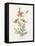 Prickly Headed Poppy-Gwendolyn Babbitt-Framed Stretched Canvas