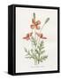 Prickly Headed Poppy-Gwendolyn Babbitt-Framed Stretched Canvas