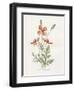 Prickly Headed Poppy-Gwendolyn Babbitt-Framed Art Print