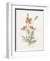 Prickly Headed Poppy-Gwendolyn Babbitt-Framed Art Print