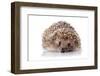 Prickly Hedgehog on A White Background-AZALIA-Framed Photographic Print