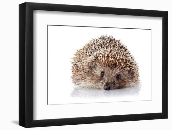 Prickly Hedgehog on A White Background-AZALIA-Framed Photographic Print