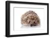 Prickly Hedgehog on A White Background-AZALIA-Framed Photographic Print