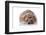 Prickly Hedgehog on A White Background-AZALIA-Framed Photographic Print