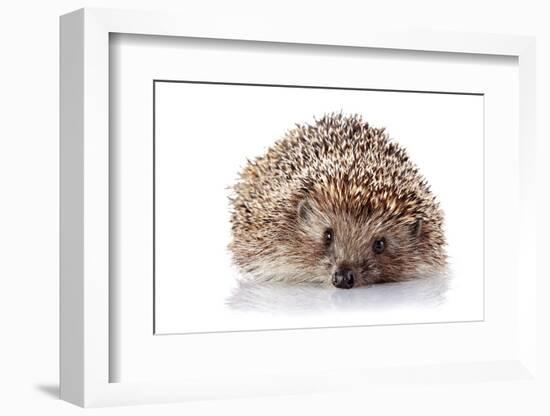 Prickly Hedgehog on A White Background-AZALIA-Framed Photographic Print