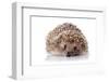 Prickly Hedgehog on A White Background-AZALIA-Framed Photographic Print