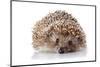 Prickly Hedgehog on A White Background-AZALIA-Mounted Photographic Print