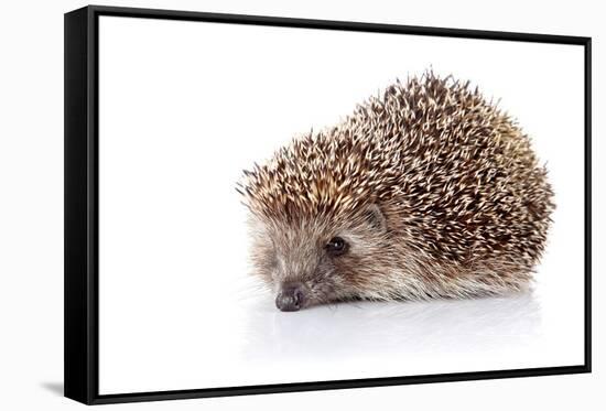 Prickly Hedgehog-AZALIA-Framed Stretched Canvas