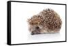 Prickly Hedgehog-AZALIA-Framed Stretched Canvas