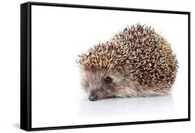 Prickly Hedgehog-AZALIA-Framed Stretched Canvas