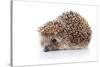 Prickly Hedgehog-AZALIA-Stretched Canvas