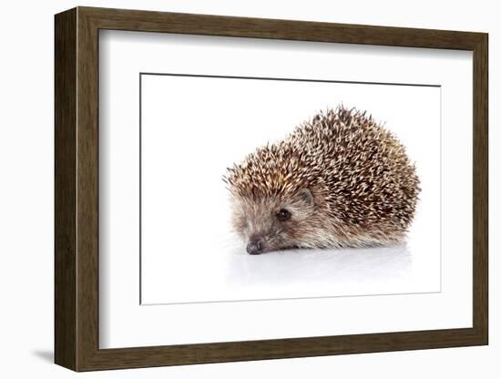 Prickly Hedgehog-AZALIA-Framed Photographic Print