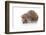 Prickly Hedgehog-AZALIA-Framed Photographic Print