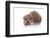 Prickly Hedgehog-AZALIA-Framed Photographic Print