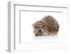 Prickly Hedgehog-AZALIA-Framed Photographic Print