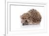 Prickly Hedgehog-AZALIA-Framed Photographic Print