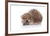 Prickly Hedgehog-AZALIA-Framed Photographic Print