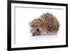 Prickly Hedgehog-AZALIA-Framed Photographic Print