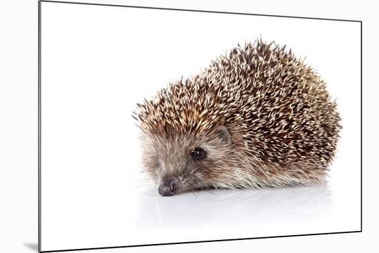 Prickly Hedgehog-AZALIA-Mounted Photographic Print