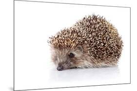 Prickly Hedgehog-AZALIA-Mounted Photographic Print