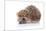 Prickly Hedgehog-AZALIA-Mounted Photographic Print