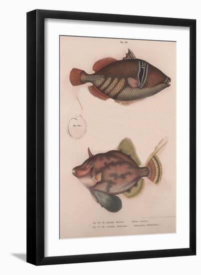 Prickly Hornfish (Batistes Aculeatu), Monacanthus Bifilamentosus, C.1850S-null-Framed Giclee Print