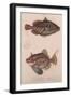 Prickly Hornfish (Batistes Aculeatu), Monacanthus Bifilamentosus, C.1850S-null-Framed Giclee Print