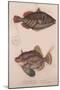 Prickly Hornfish (Batistes Aculeatu), Monacanthus Bifilamentosus, C.1850S-null-Mounted Giclee Print