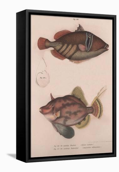 Prickly Hornfish (Batistes Aculeatu), Monacanthus Bifilamentosus, C.1850S-null-Framed Stretched Canvas