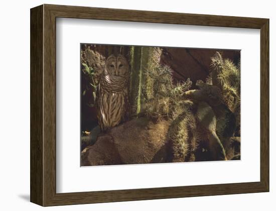 Prickly Pair-Steve Hunziker-Framed Art Print