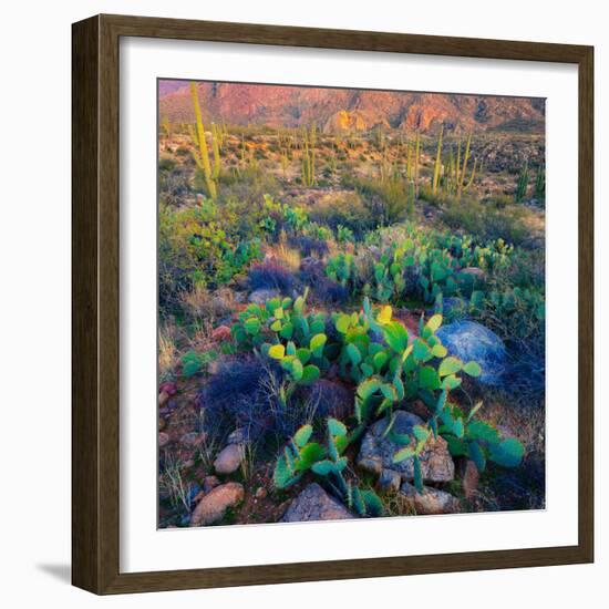 Prickly Pear and Saguaro Cacti, Santa Catalina Mountains, Oro Valley, Arizona, USA-null-Framed Photographic Print