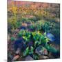 Prickly Pear and Saguaro Cacti, Santa Catalina Mountains, Oro Valley, Arizona, USA-null-Mounted Photographic Print