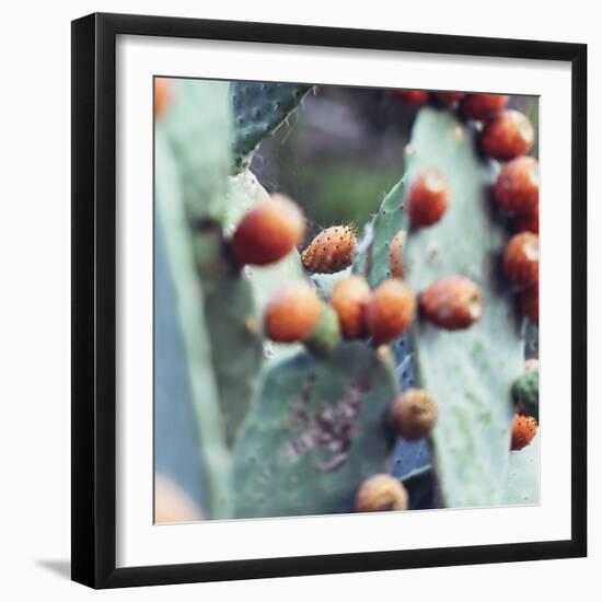 prickly pear at Formentera,-Nadja Jacke-Framed Photographic Print