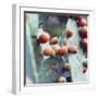 prickly pear at Formentera,-Nadja Jacke-Framed Photographic Print
