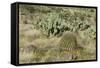 Prickly-Pear, Barrel Cactus and Other Chihuahuan Desert Plants in Southern New Mexico-null-Framed Stretched Canvas