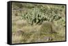 Prickly-Pear, Barrel Cactus and Other Chihuahuan Desert Plants in Southern New Mexico-null-Framed Stretched Canvas